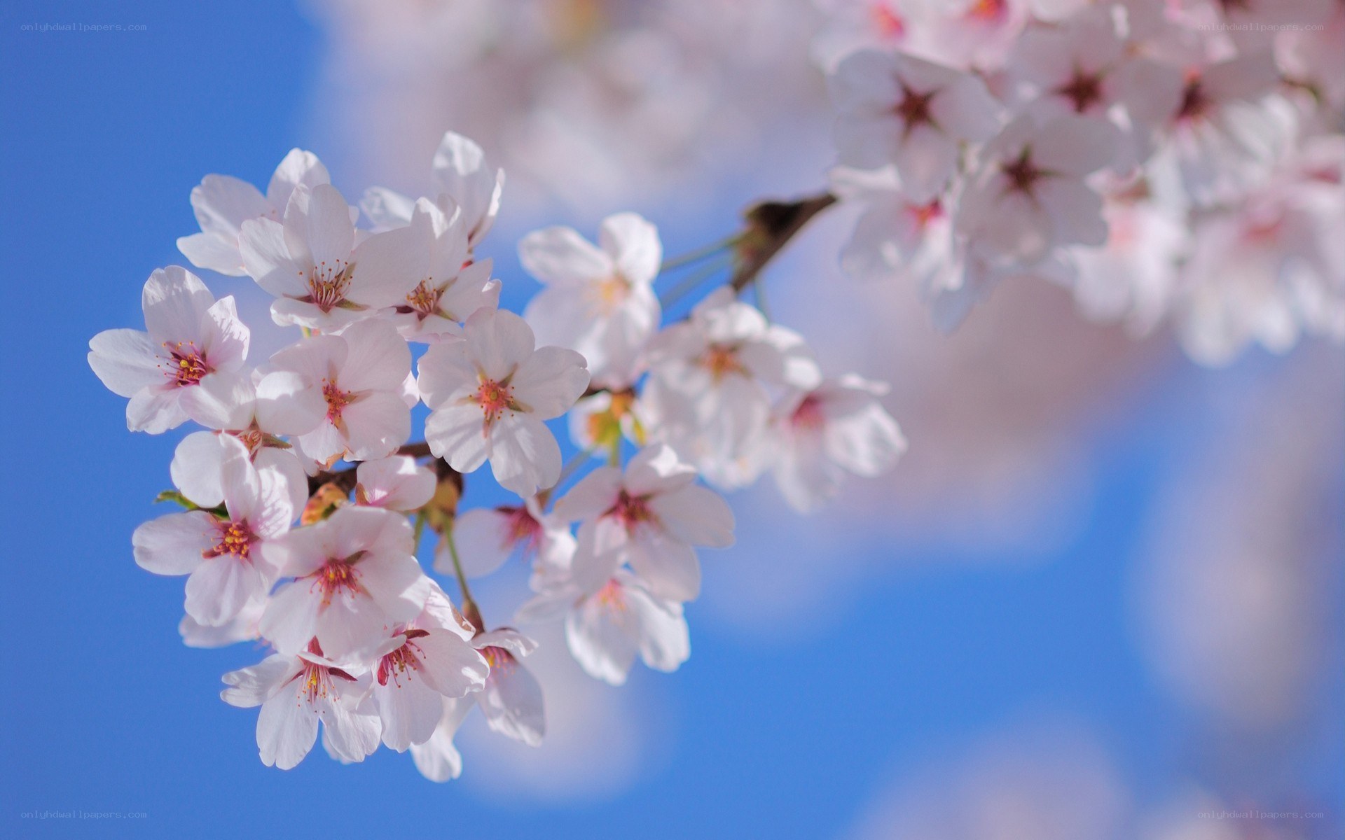 cherry blossoms against blue sky