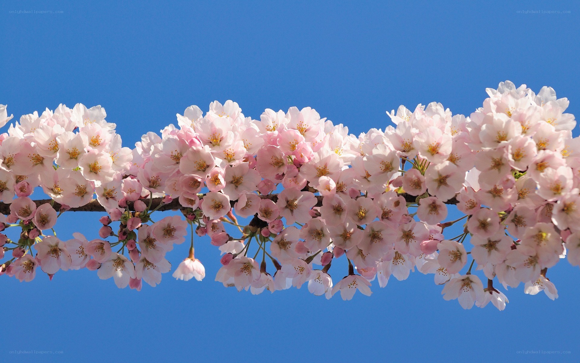 cherry blossoms against blue sky