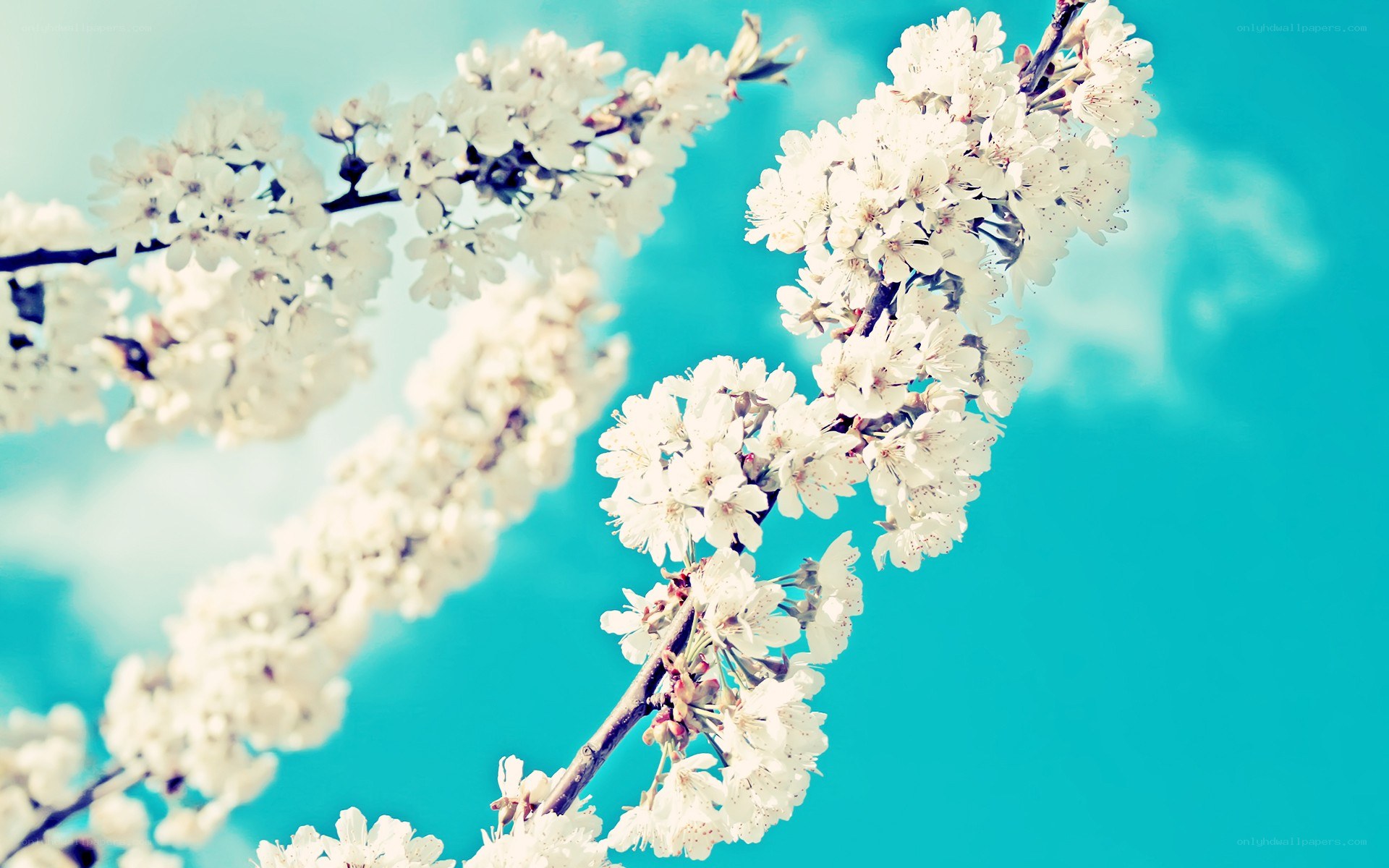 cherry blossoms against blue sky