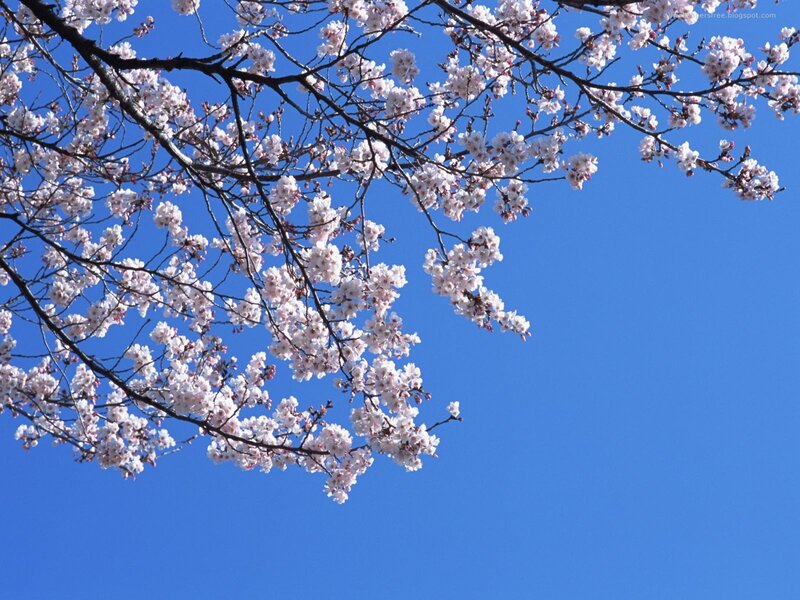cherry blossoms against blue sky