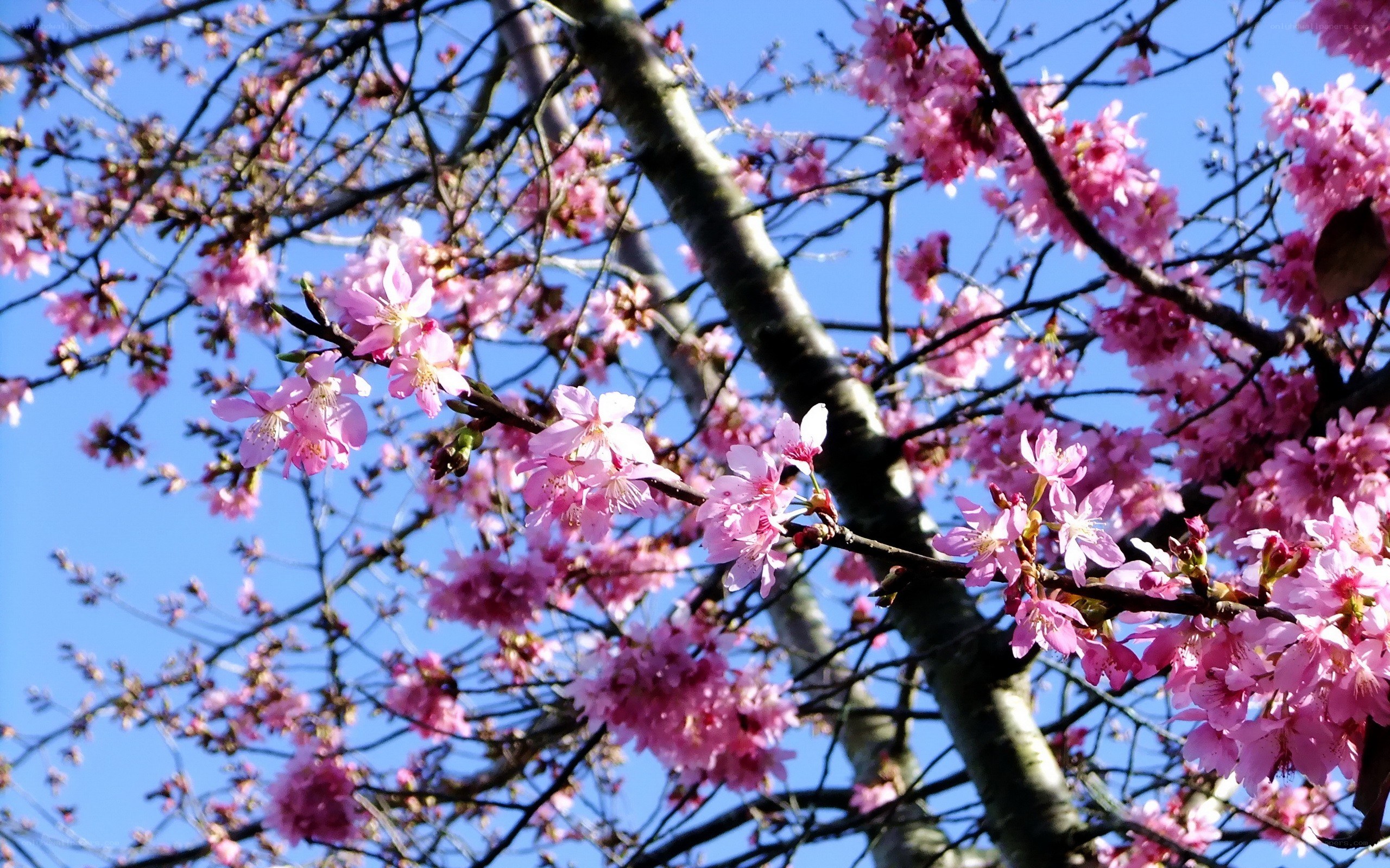 Cherry blossoms against blue sky