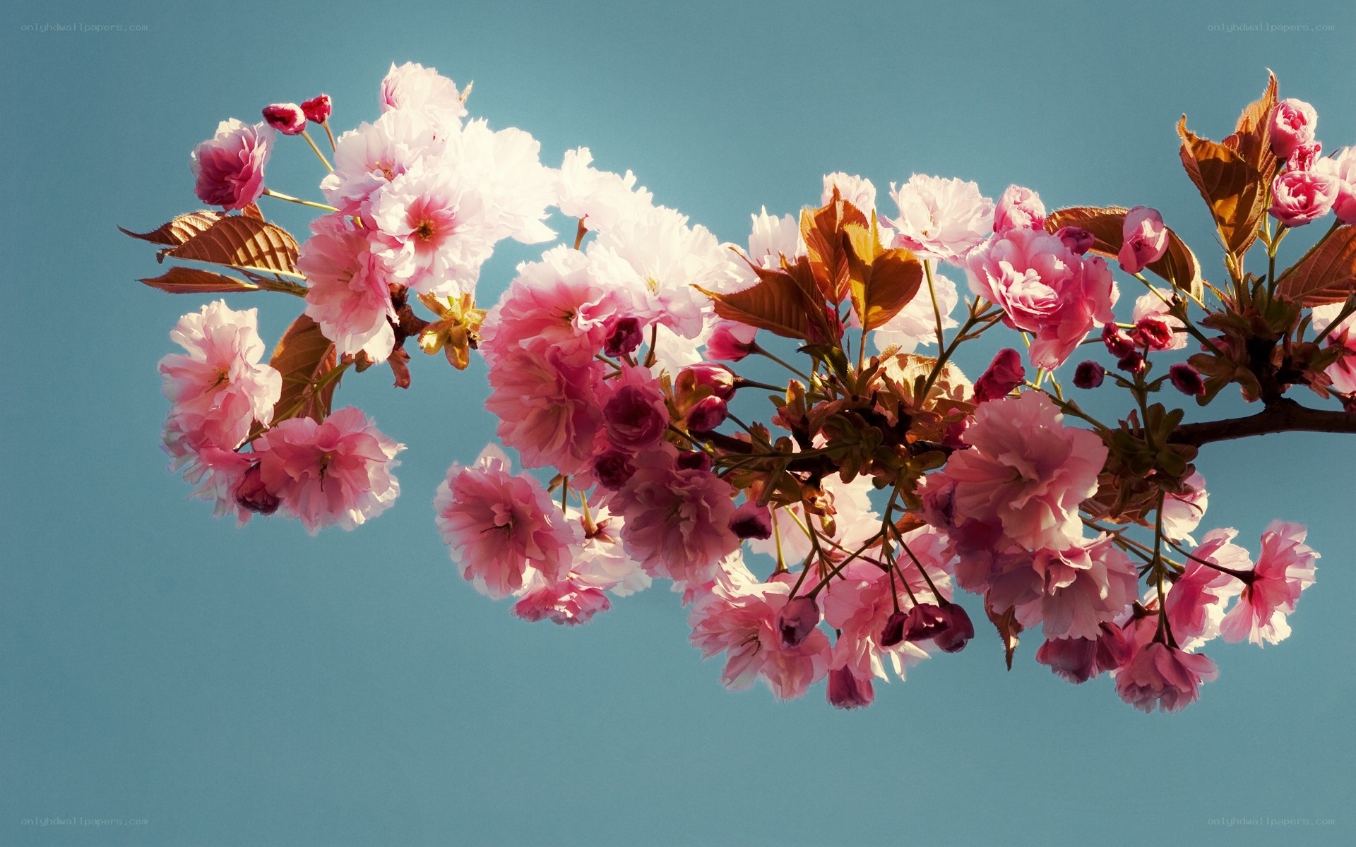 cherry blossoms against blue sky