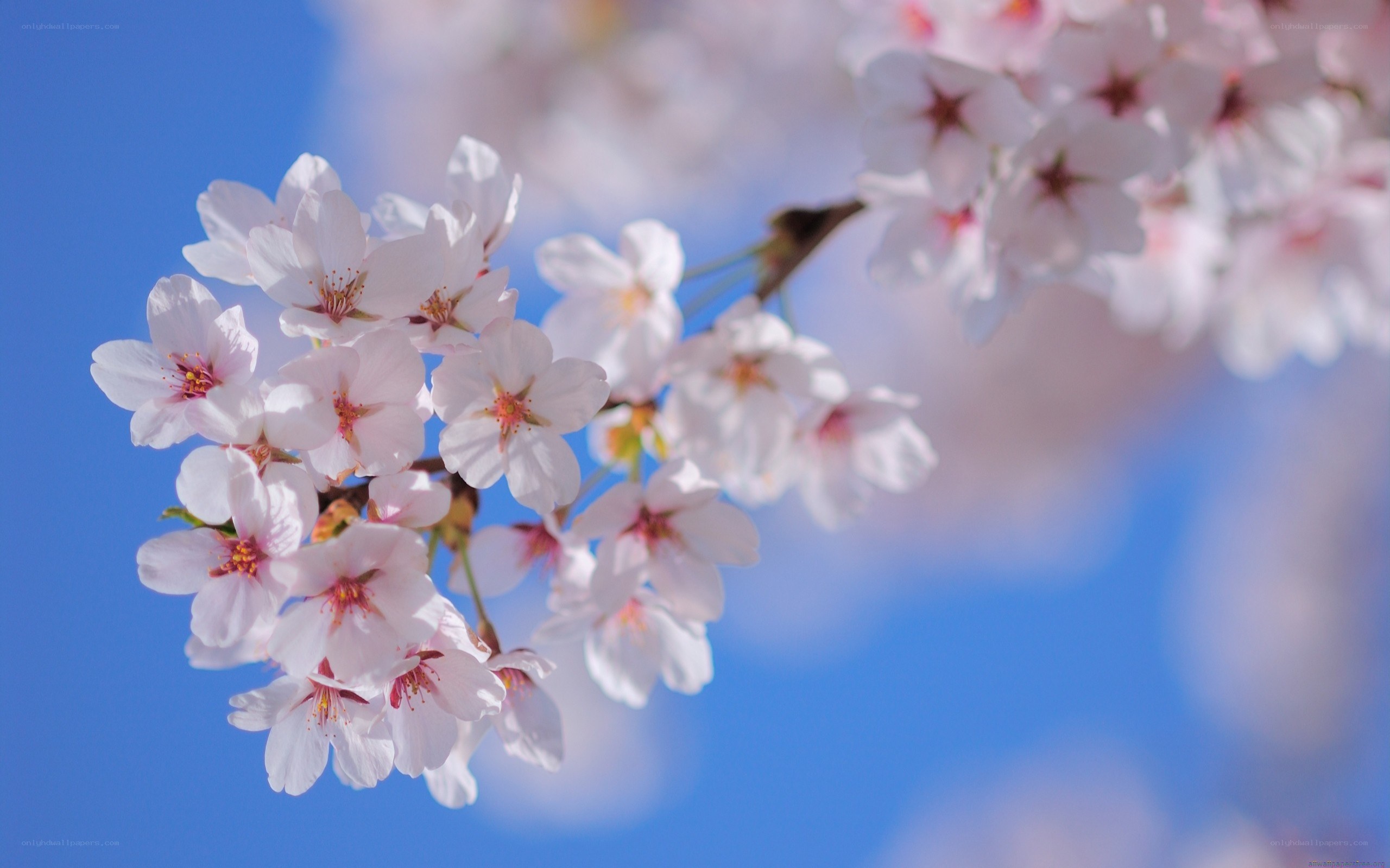 cherry blossoms against blue sky