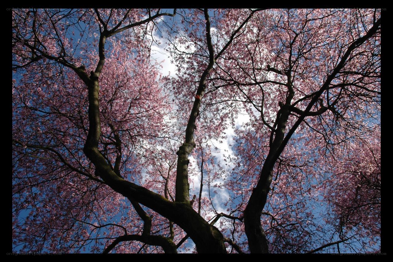 cherry blossoms against blue sky