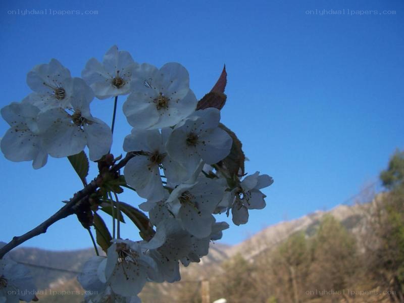 cherry blossoms against blue sky