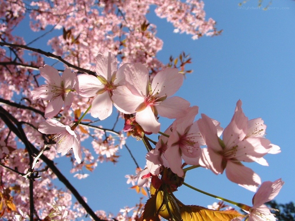 Cherry blossoms against blue sky