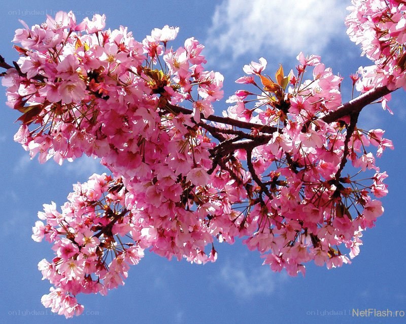 cherry blossoms against blue sky