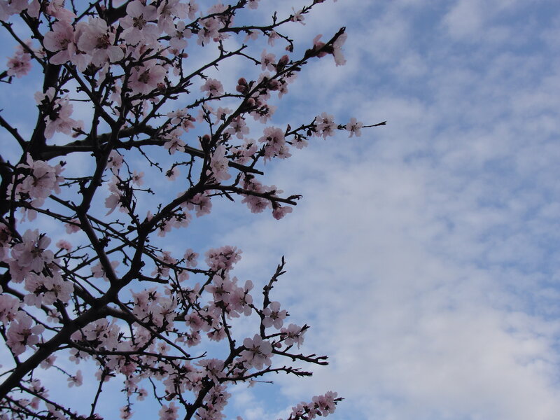 cherry blossoms against blue sky