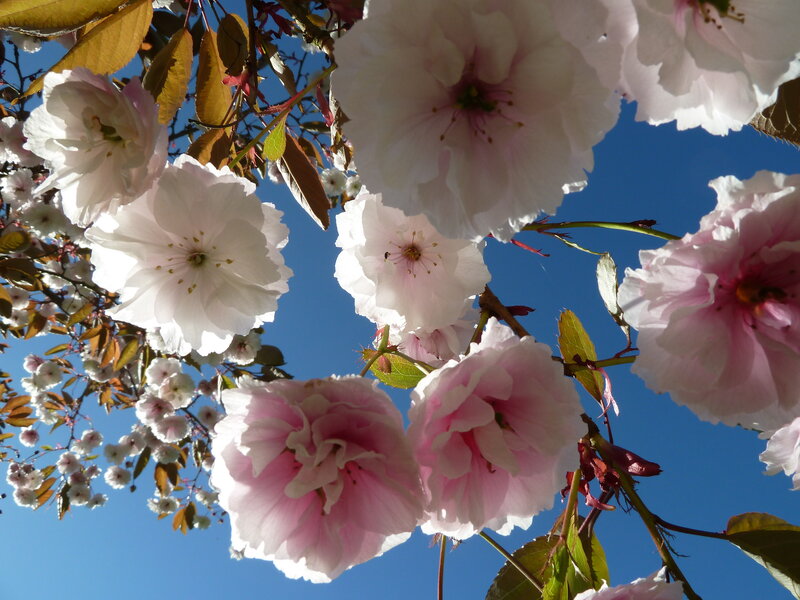 Cherry blossoms against blue sky