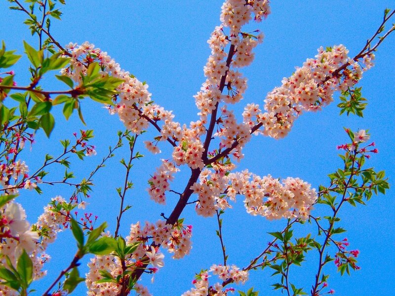 Cherry blossoms against blue sky
