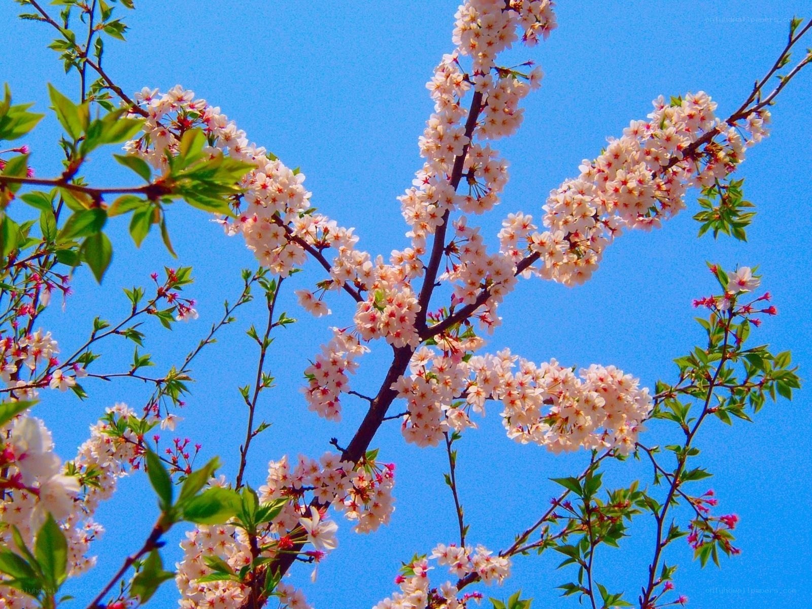 Cherry blossoms against blue sky