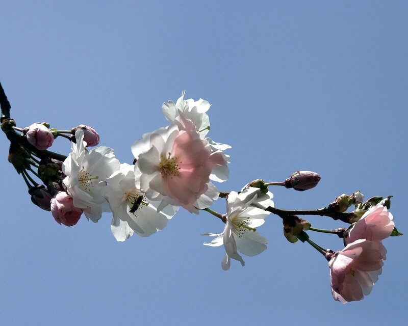 Cherry blossoms against blue sky
