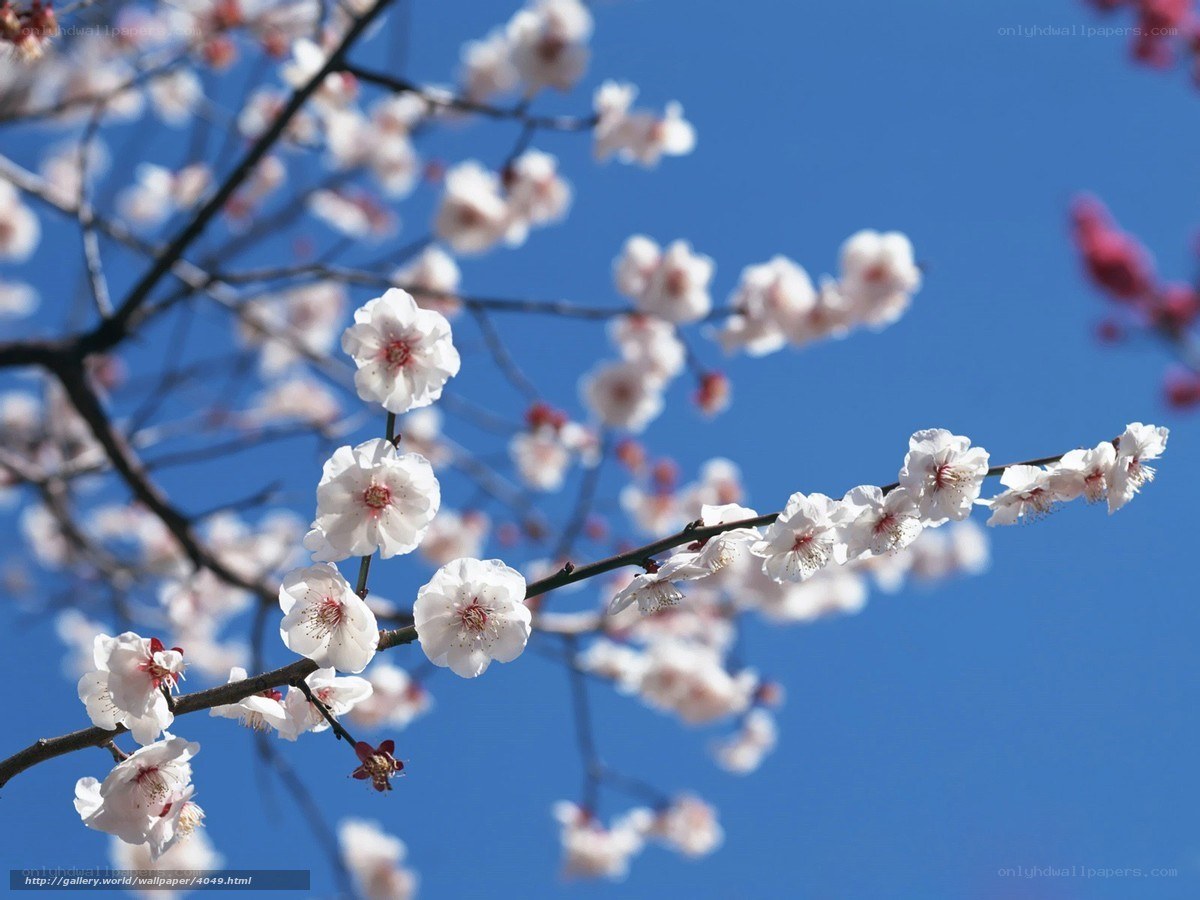 Cherry blossoms against blue sky
