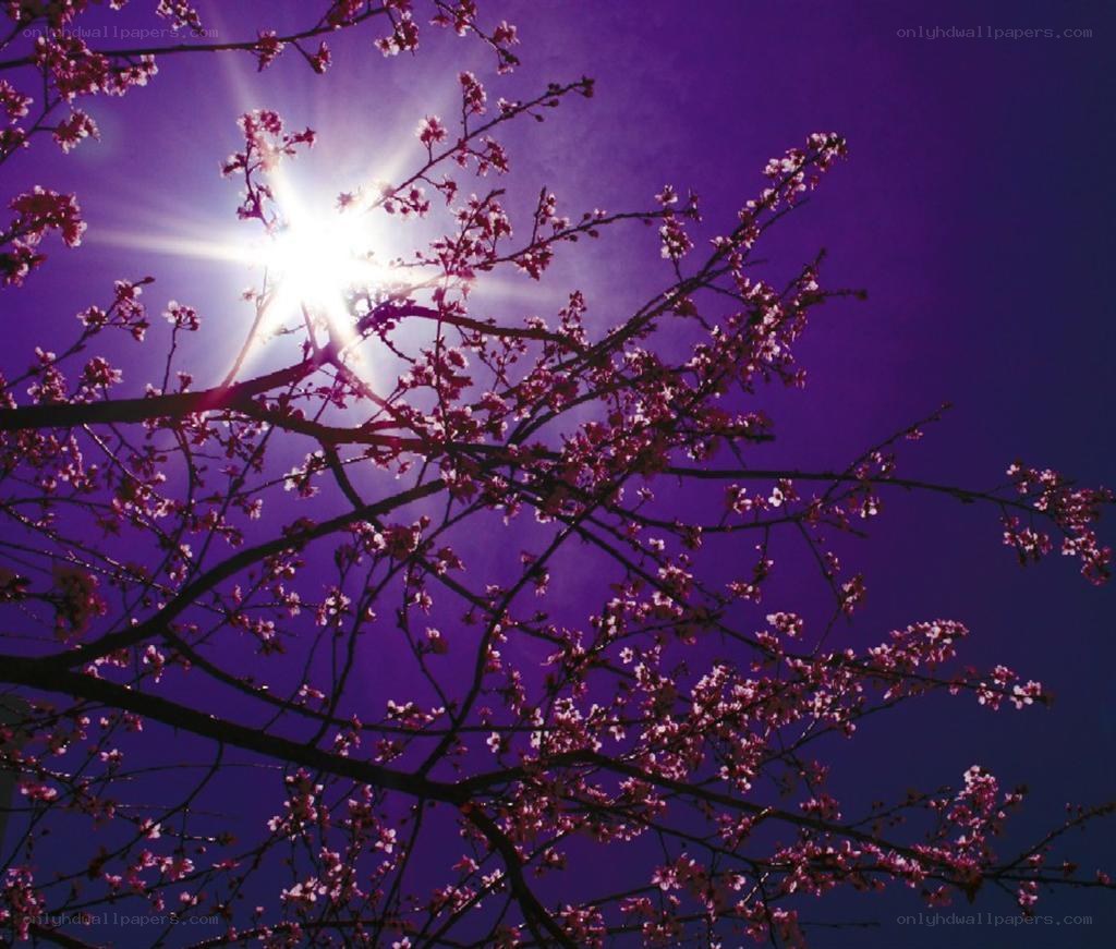 cherry blossoms against purple sky