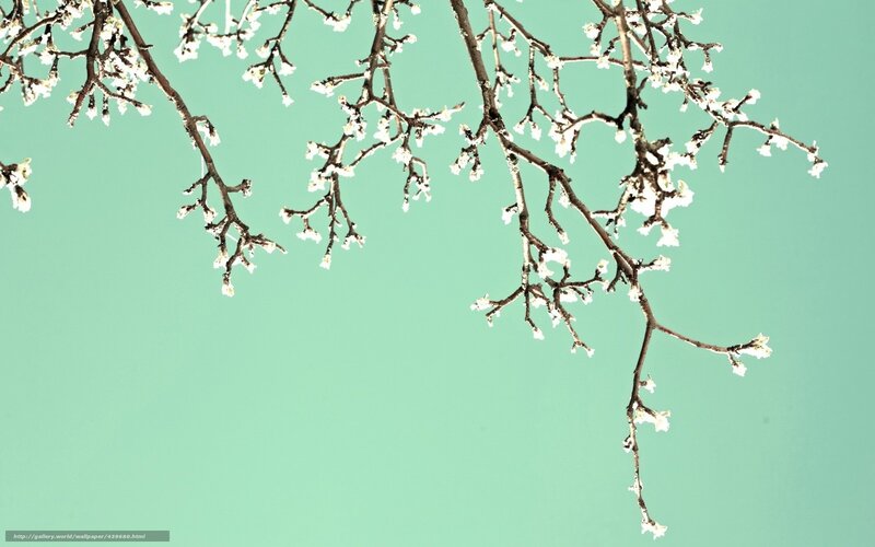cherry blossoms against teal sky