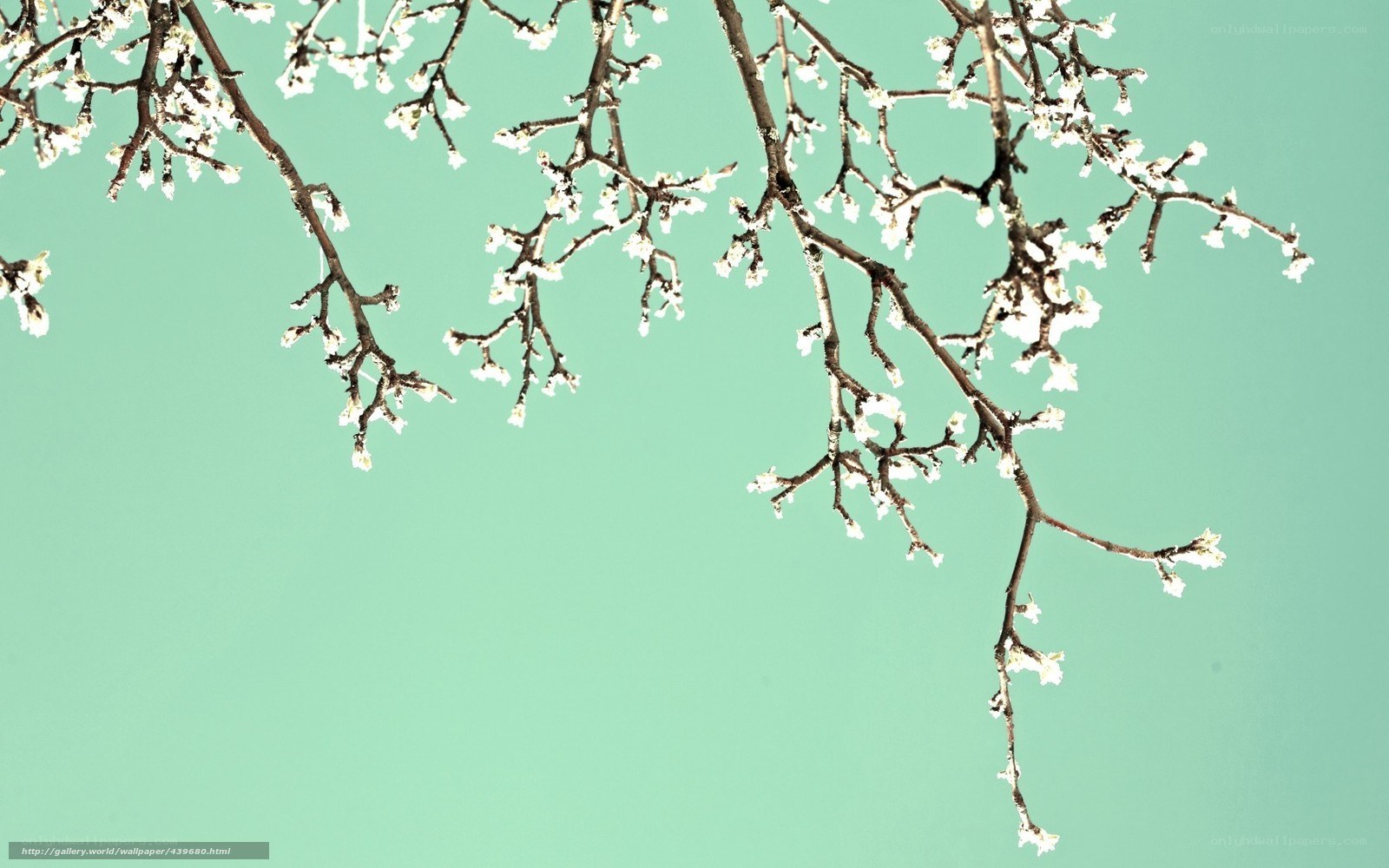 cherry blossoms against teal sky