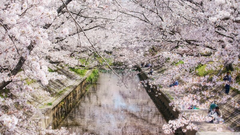 Cherry blossoms along a canal