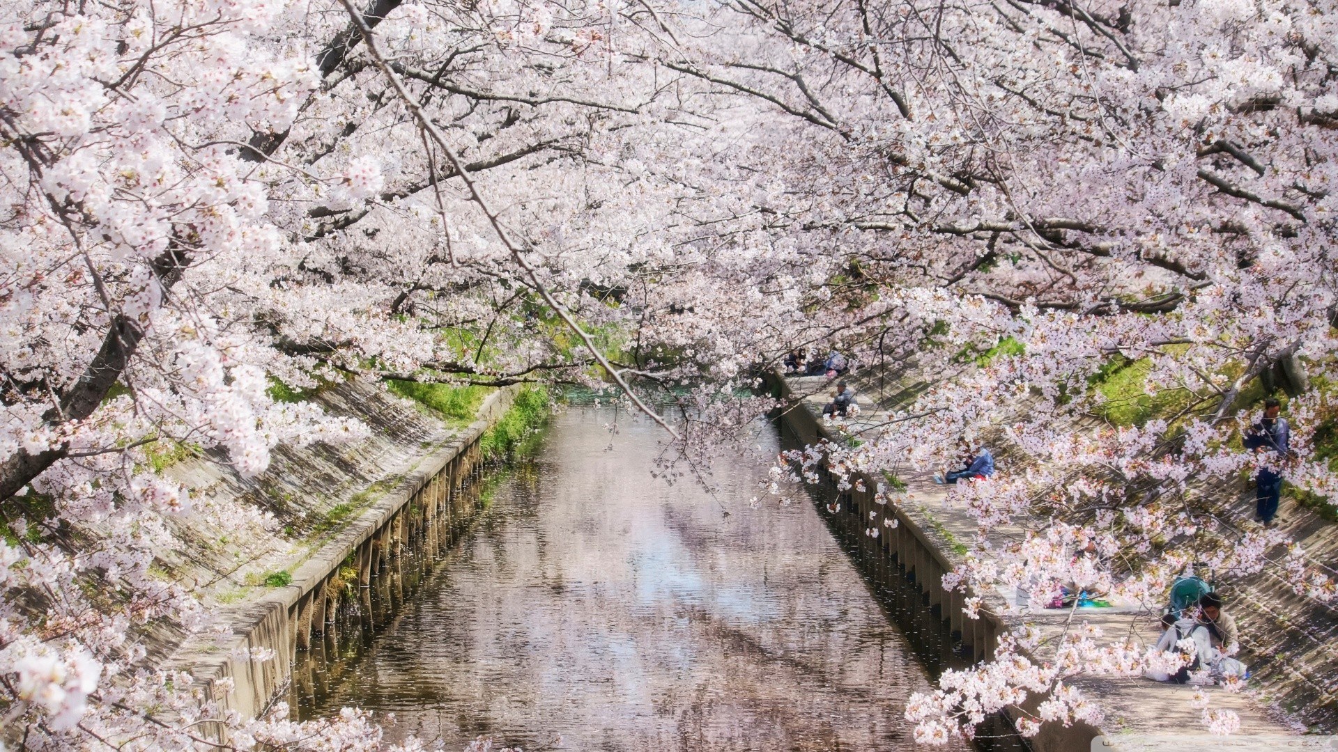 Cherry blossoms along a canal