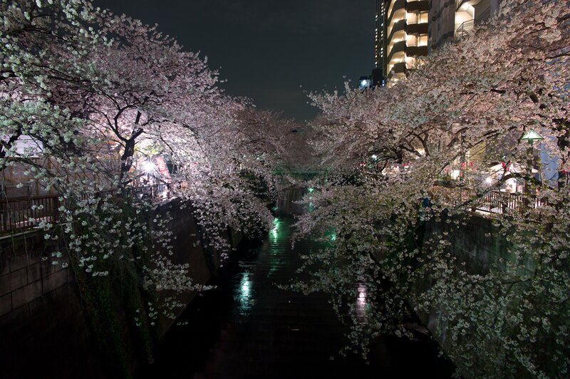 Cherry blossoms along a canal at night