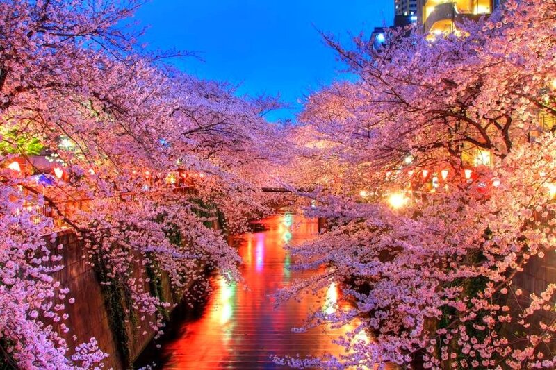 Cherry blossoms along a canal at night