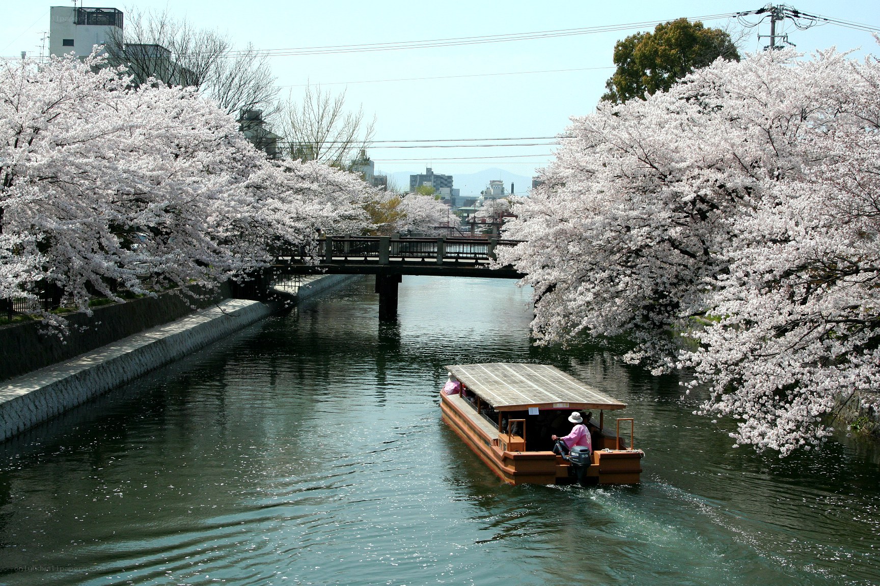 Cherry blossoms along a canal