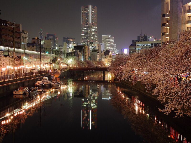 Cherry blossoms along a city canal at night
