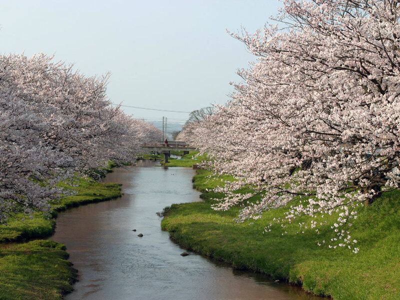 Cherry blossoms along a river