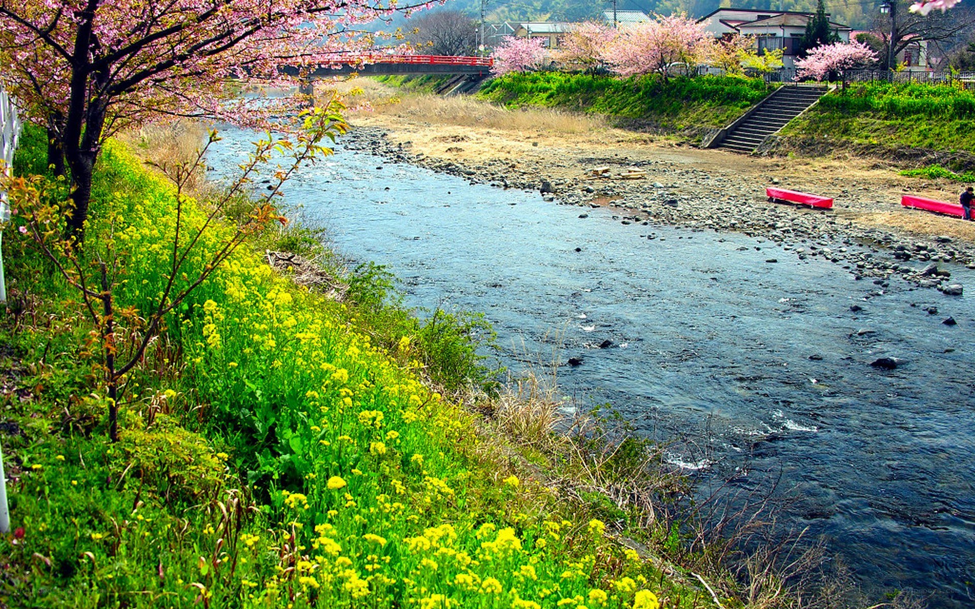 Cherry blossoms along a river