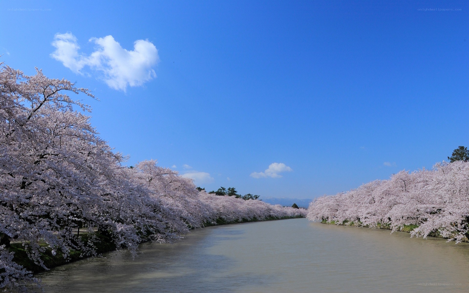 Cherry blossoms along a river