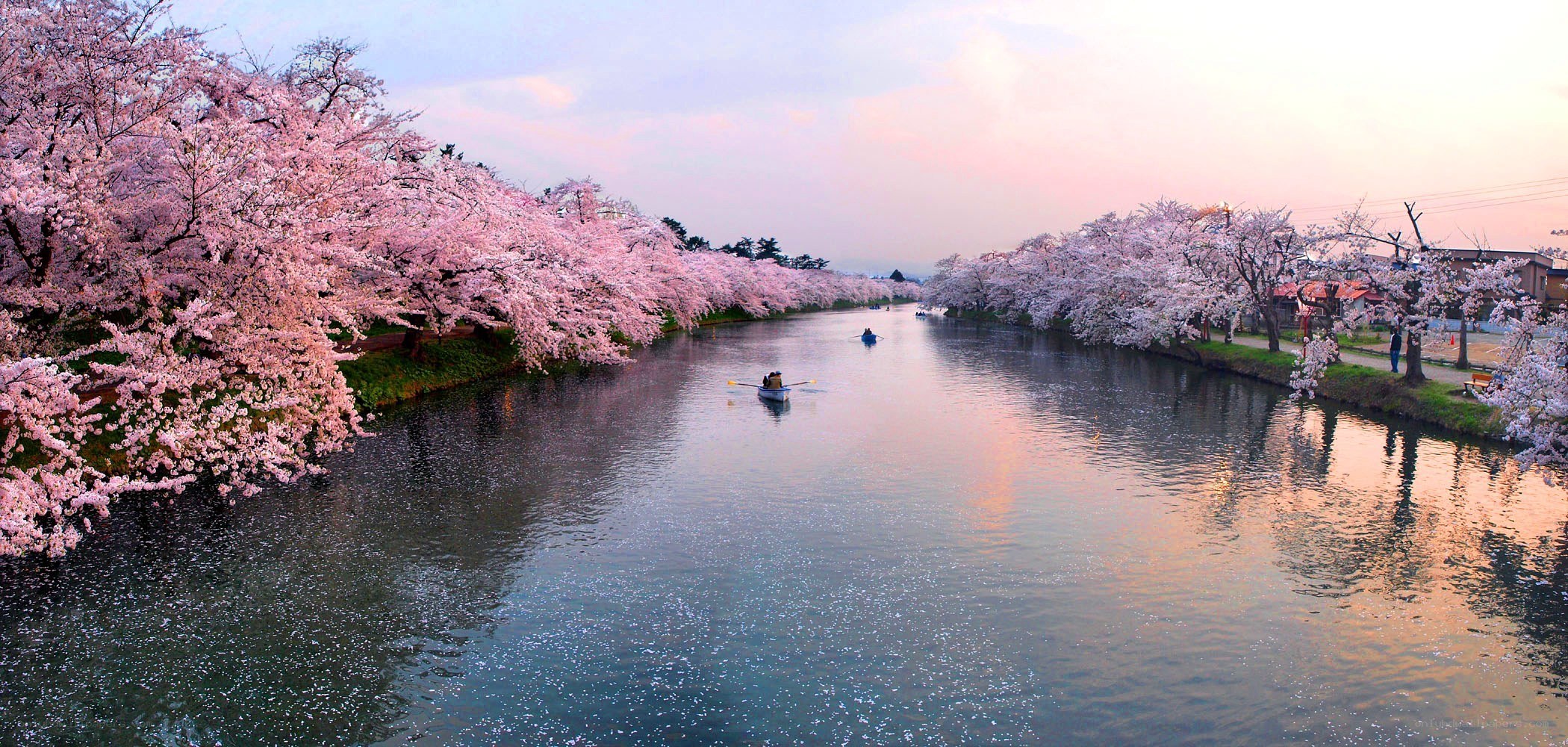 Cherry blossoms along a river
