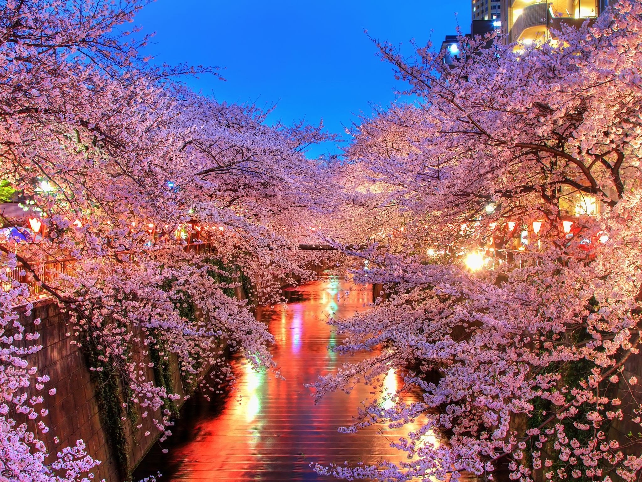 Cherry blossoms along a river at night