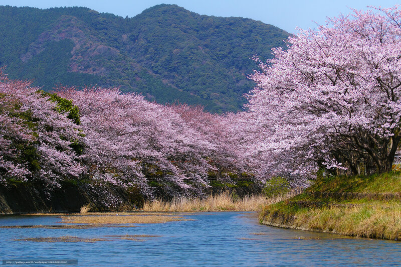 Cherry blossoms along a river