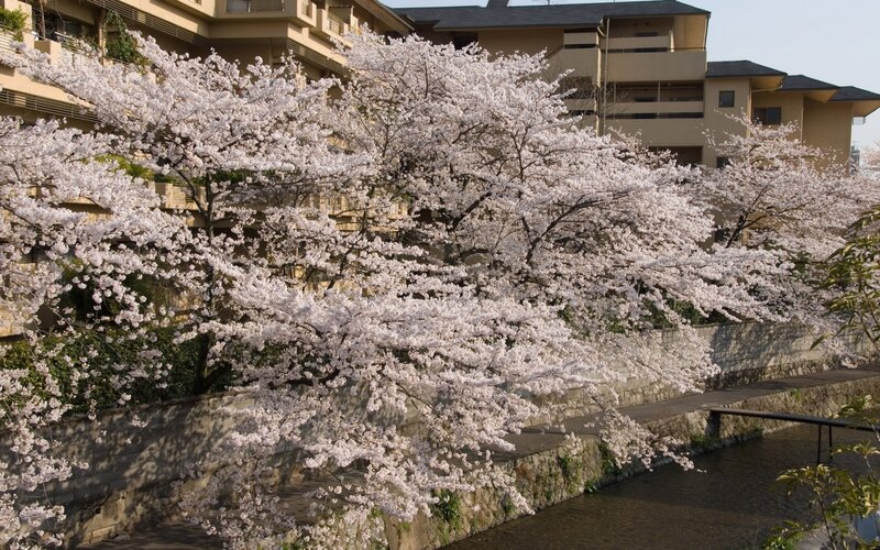 Cherry blossoms along a riverbank