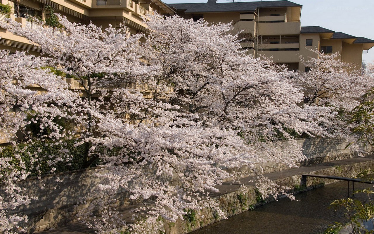 Cherry blossoms along a riverbank