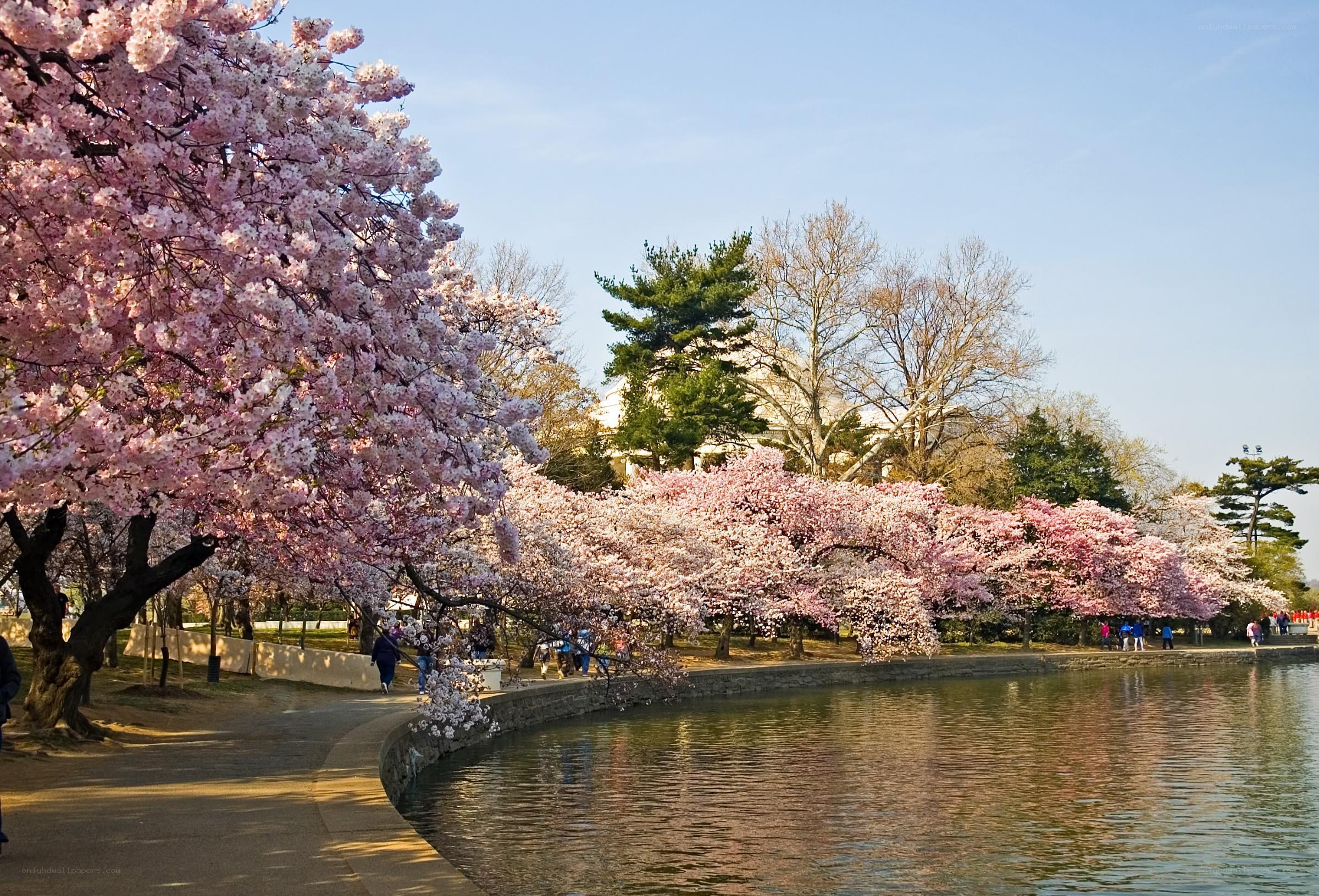 Cherry blossoms along the Tidal Basin