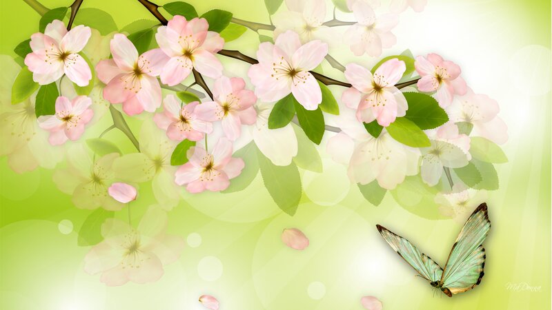 Cherry Blossoms and Butterfly