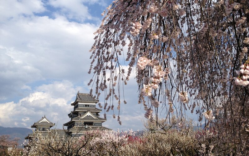 Cherry Blossoms and Castle — Pink, Serene