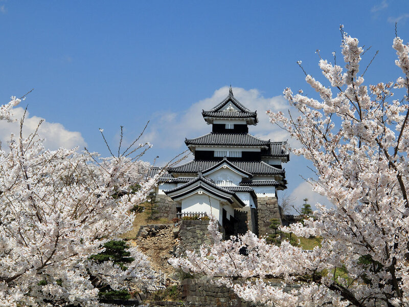 Cherry Blossoms and Castle