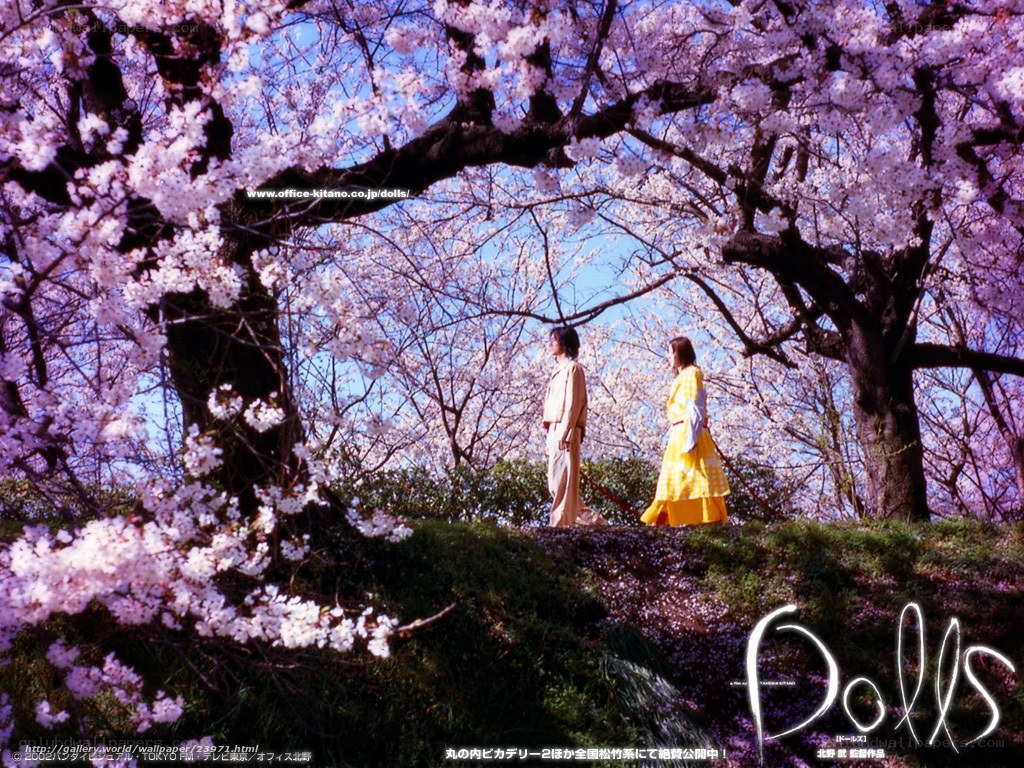 Cherry blossoms and dolls