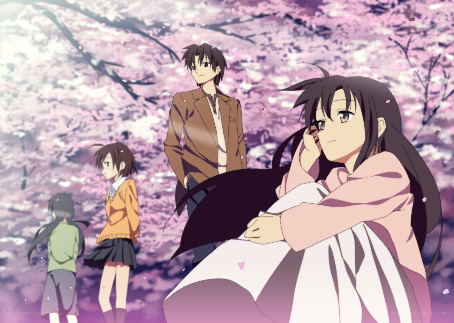 Cherry blossoms and friends