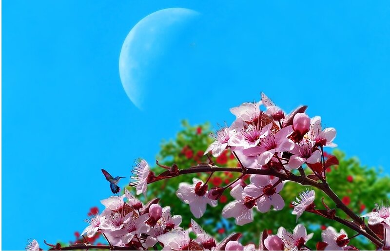 Cherry Blossoms and Hummingbird