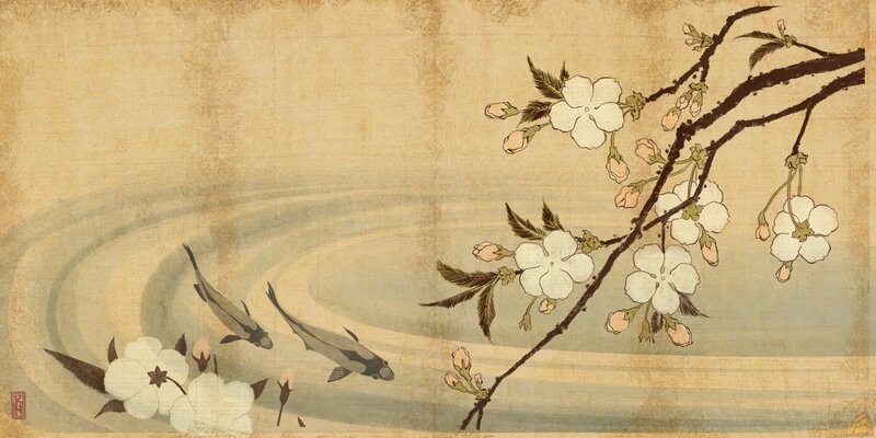 Cherry blossoms and koi fish