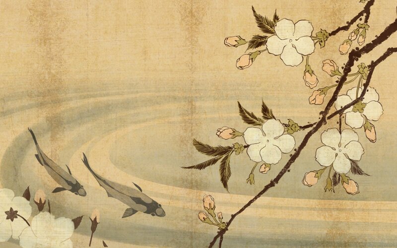 Cherry blossoms and koi fish