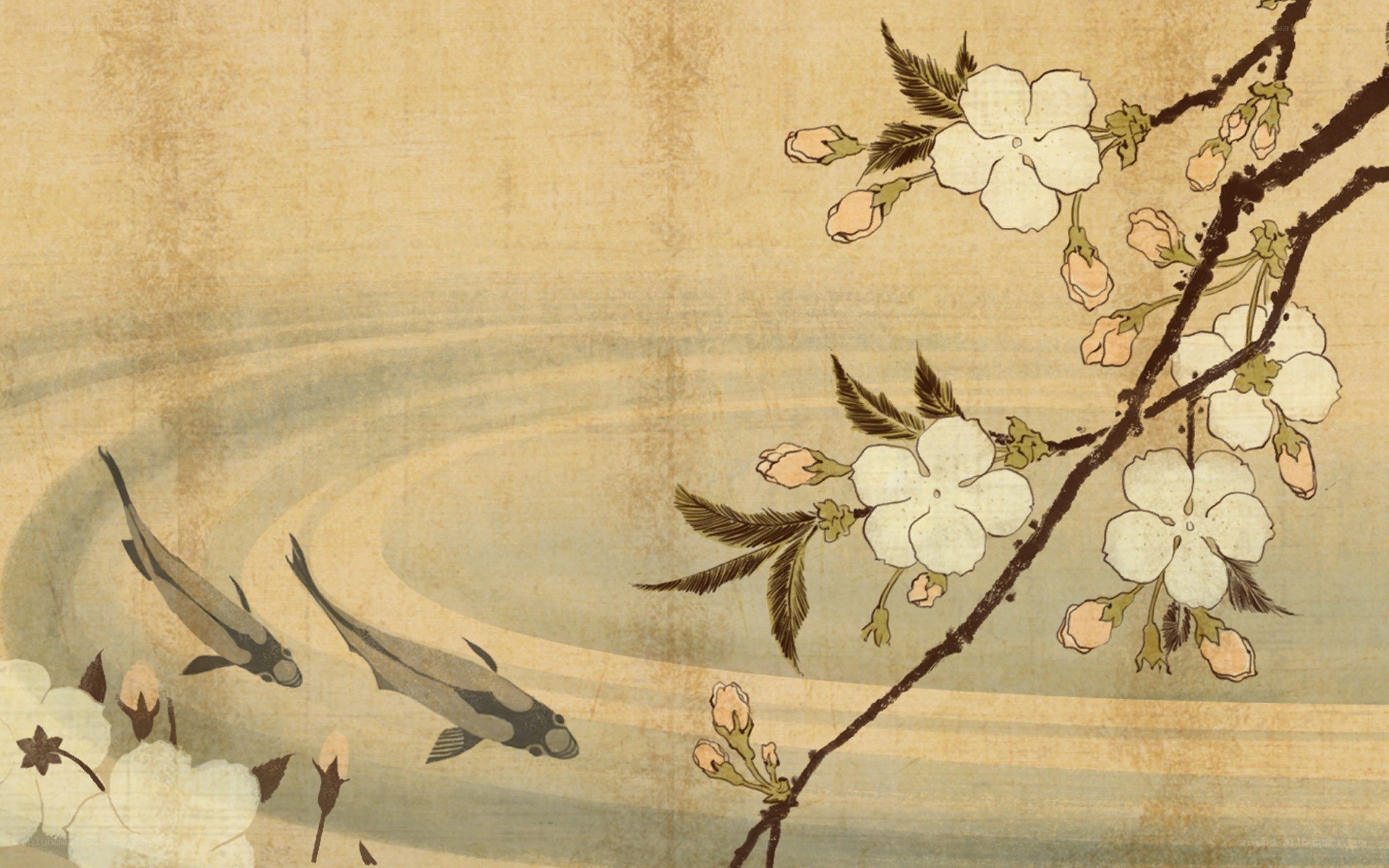 Cherry blossoms and koi fish