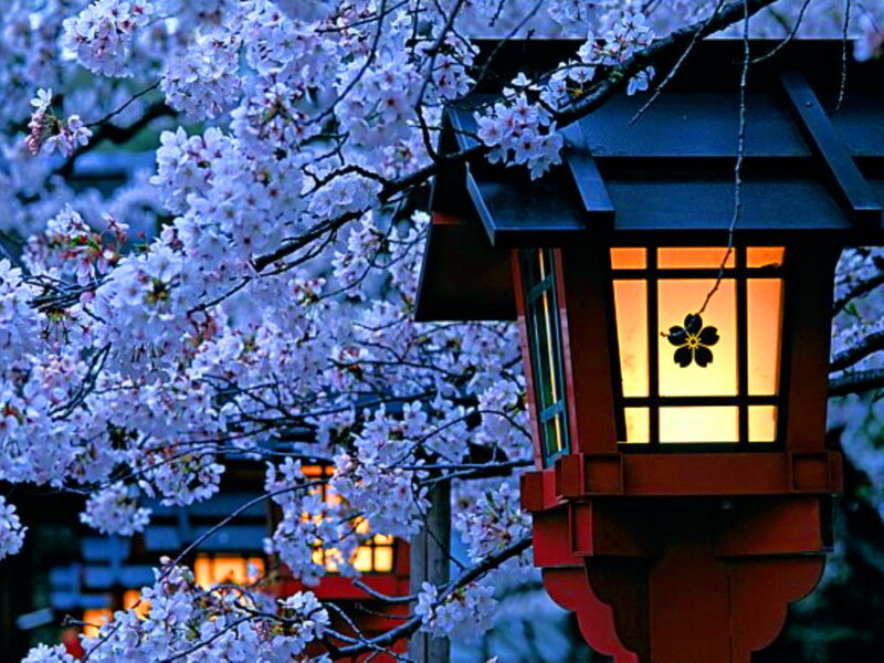 Cherry Blossoms and Lantern