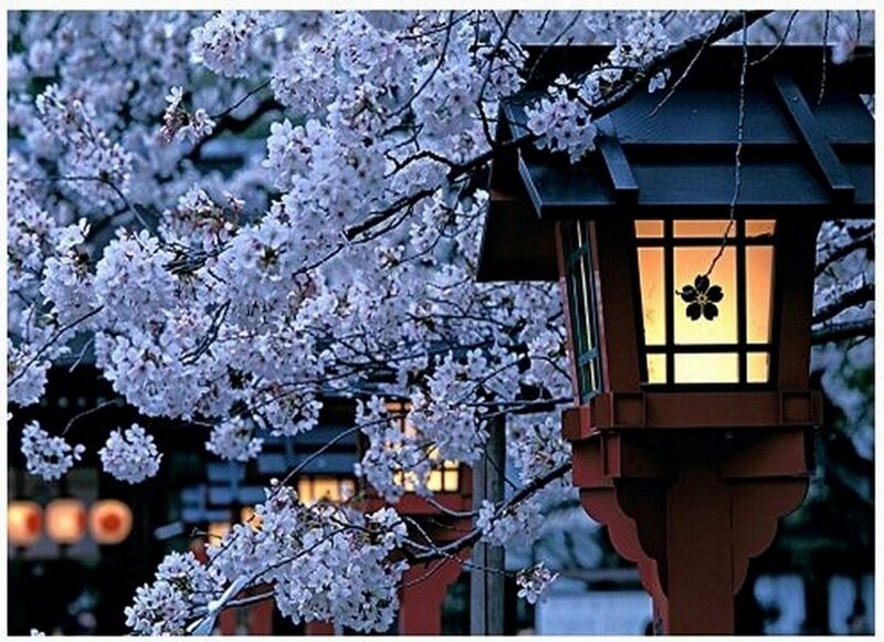 Cherry Blossoms and Lantern — White, Serene