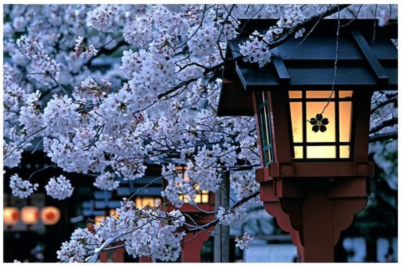 Cherry Blossoms and Lantern — White