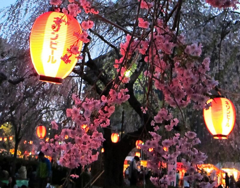 Cherry Blossoms and Lanterns