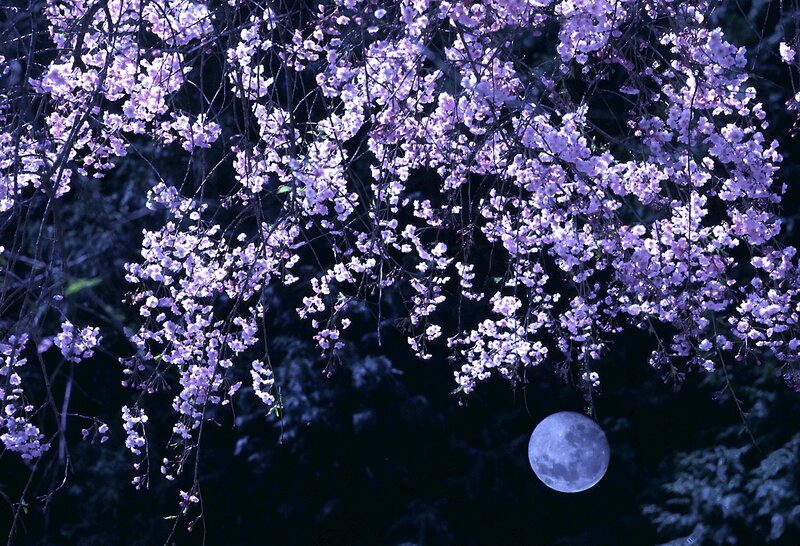 Cherry Blossoms and Moon — Purple