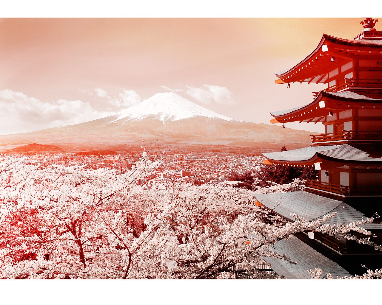 Cherry blossoms and Mount Fuji